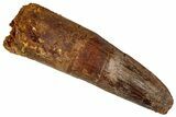 Fossil Spinosaurus Tooth - Real Dinosaur Tooth #360116-1